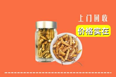 阿克苏地区乌什县回收散虫草