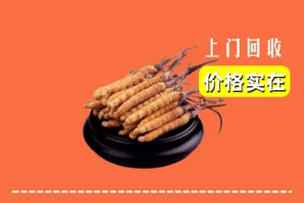 阿克苏地区乌什县回收冬虫夏草